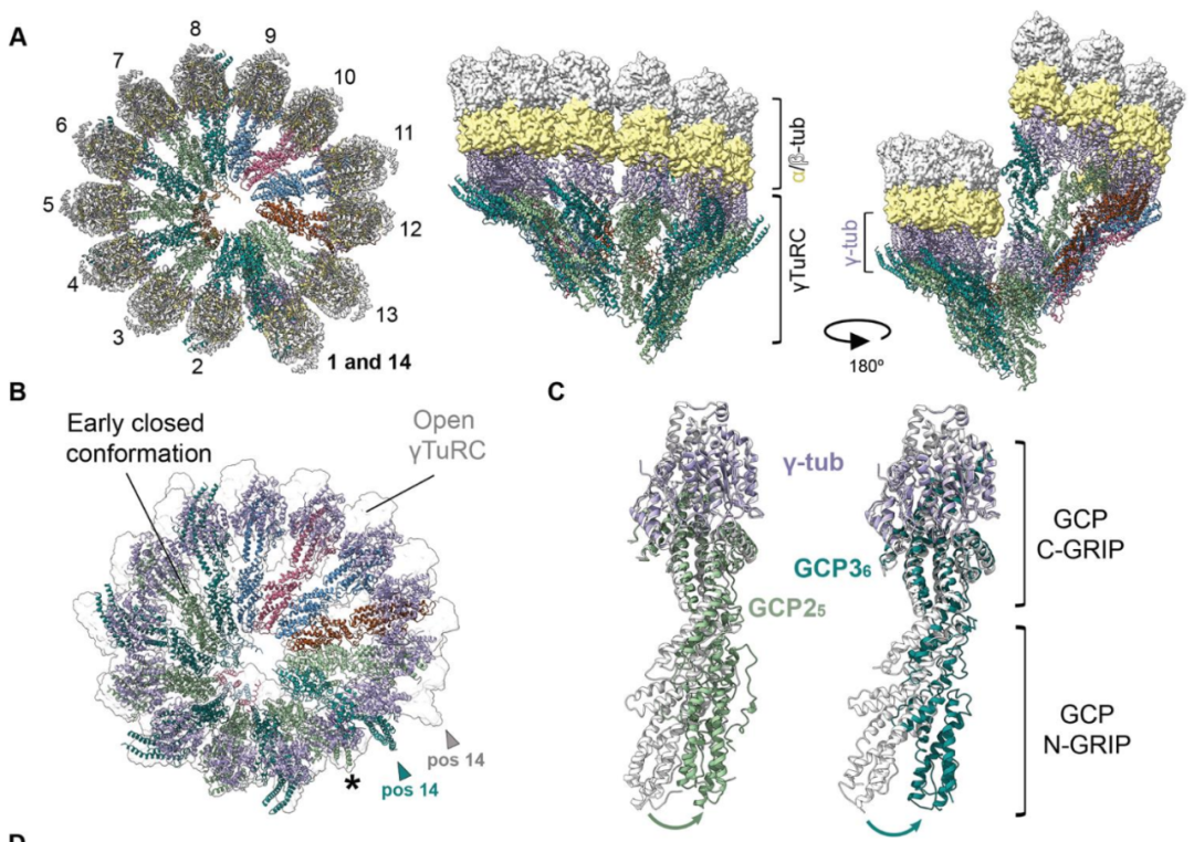 Science重磅：首次捕獲人類細(xì)胞“高速公路”構(gòu)建過(guò)程的高分辨率圖像，為微管相關(guān)疾病的治療指明新的方向！