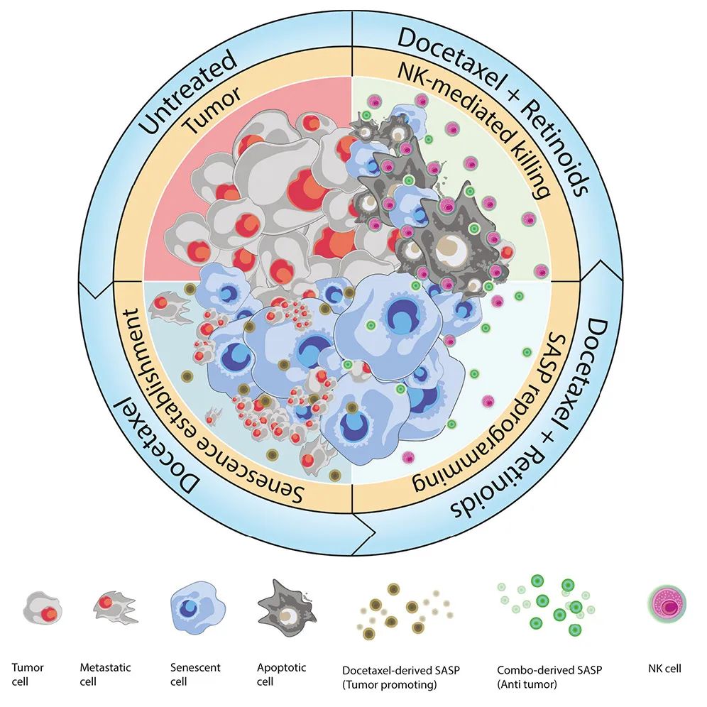 Cancer Cell：激活維A酸受體，可重編程衰老反應，增強NK細胞抗腫瘤活性